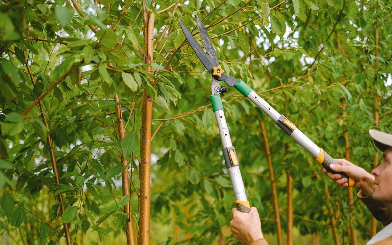 Tree trimming in Everson, WA